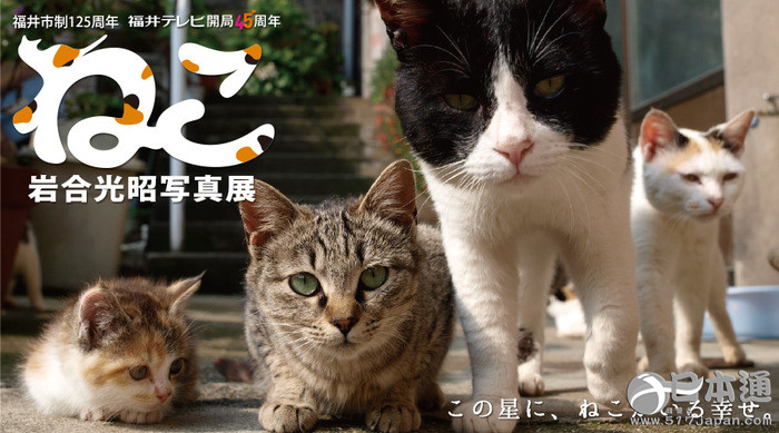 他拍遍了全日本的猫——岩合光昭眼中猫的世界