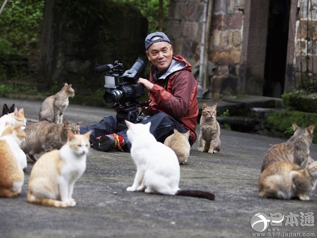 他拍遍了全日本的猫——岩合光昭眼中猫的世界