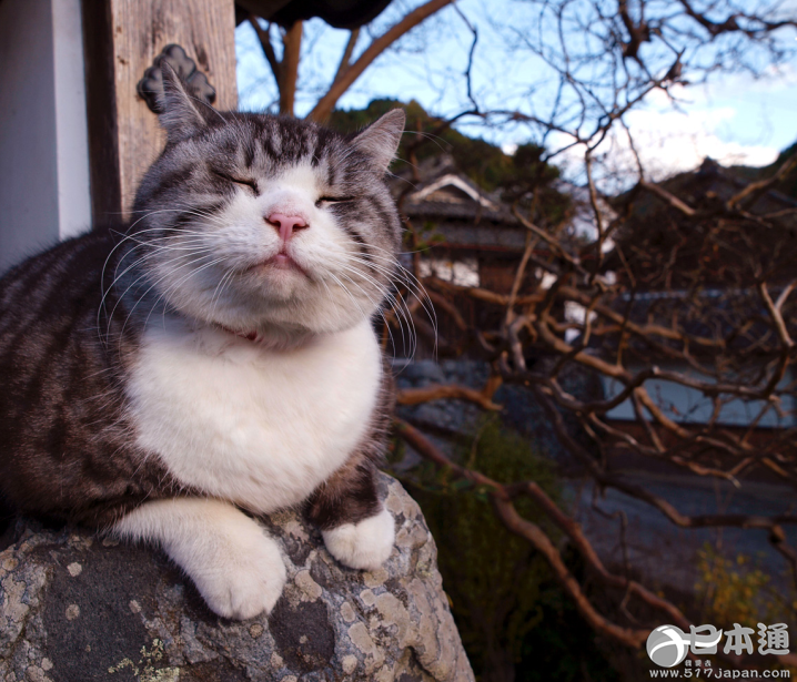 他拍遍了全日本的猫——岩合光昭眼中猫的世界