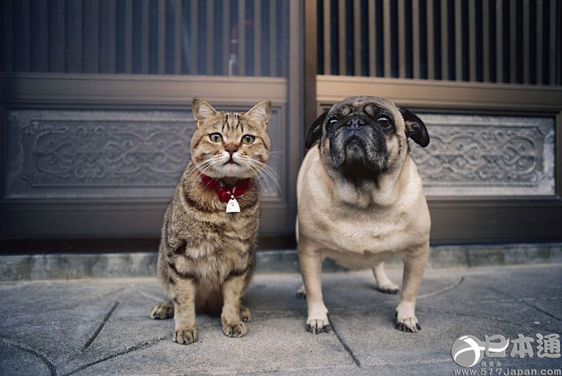 他拍遍了全日本的猫——岩合光昭眼中猫的世界