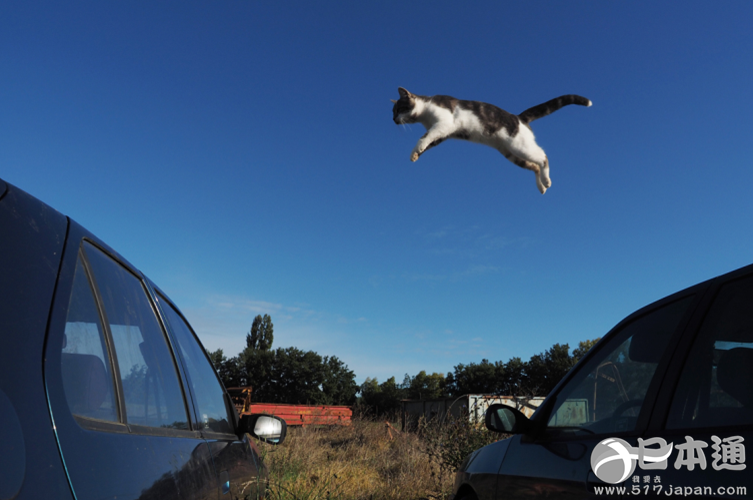 他拍遍了全日本的猫——岩合光昭眼中猫的世界