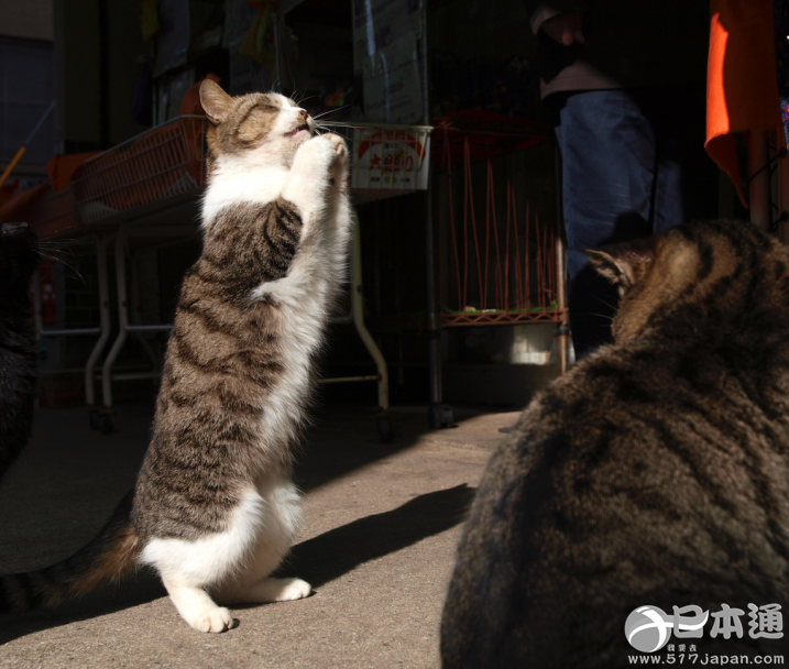 他拍遍了全日本的猫——岩合光昭眼中猫的世界