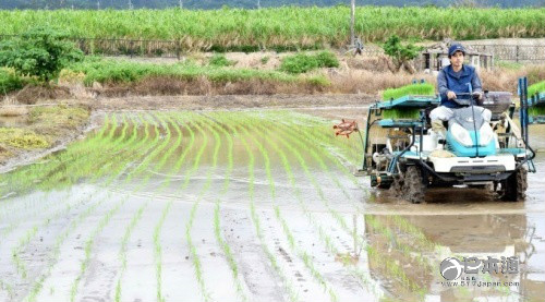 日本冲绳县西表岛开始早熟稻米插秧