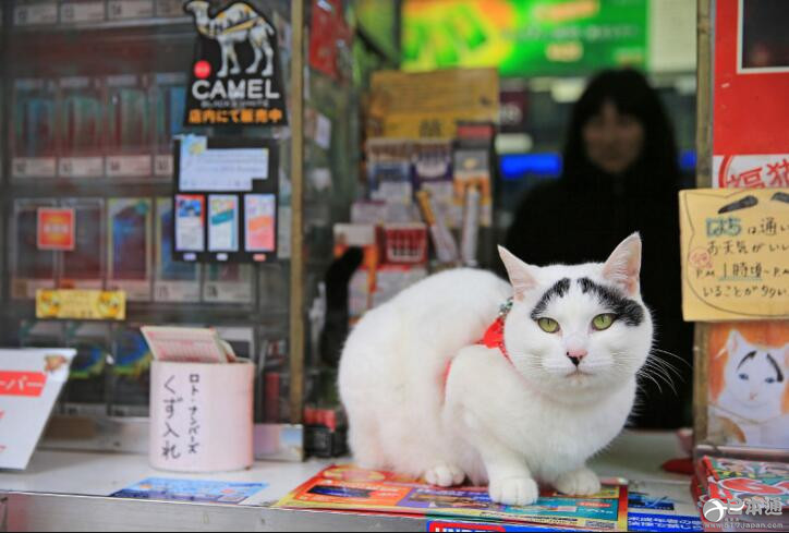 日本看店猫能招福超萌八字眉人气高 日本通 日本看店猫能招福超萌八字眉人气高 日本通