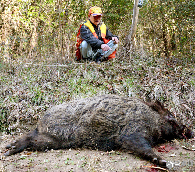 日本农民捕获巨型野猪做成火锅能有300人份以上