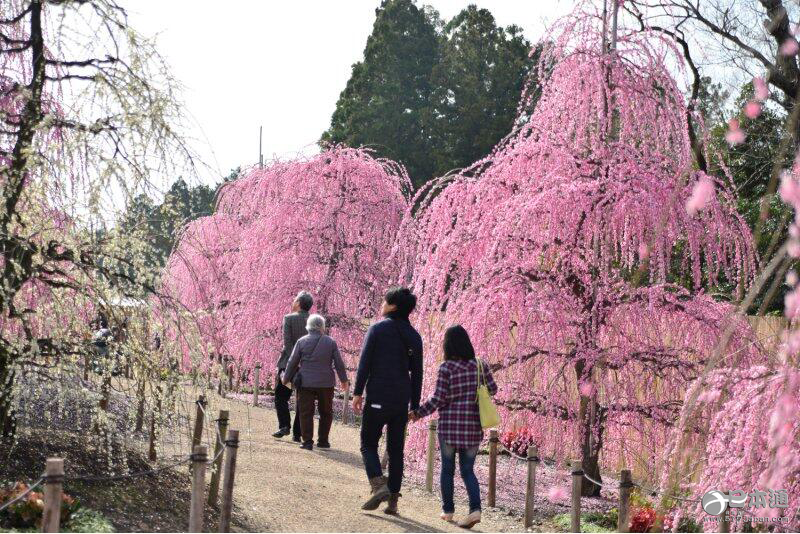 三重县铃鹿市森林庭园 垂枝梅盛开如同粉色的巨龙