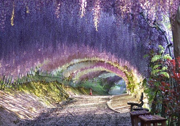 日本旅游·春游日本，去穿梭鲜花隧道