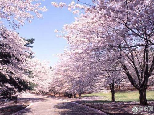3月1日恐怕是最多日本人自杀的一天