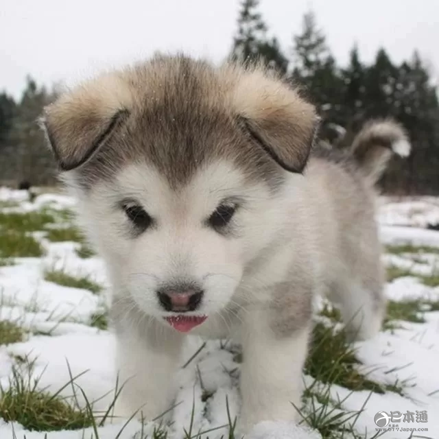 你是猫系女生还是犬系女生? 你是猫系女生还是犬系女生?