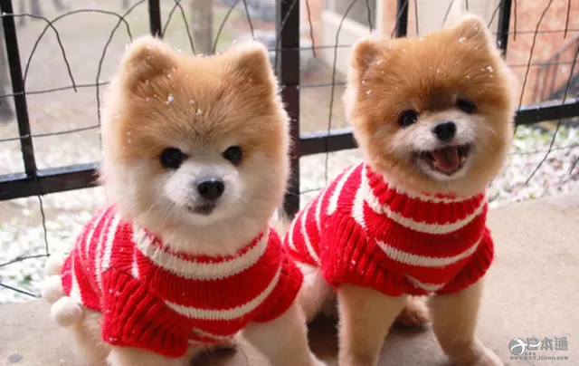 你是猫系女生还是犬系女生? 你是猫系女生还是犬系女生?