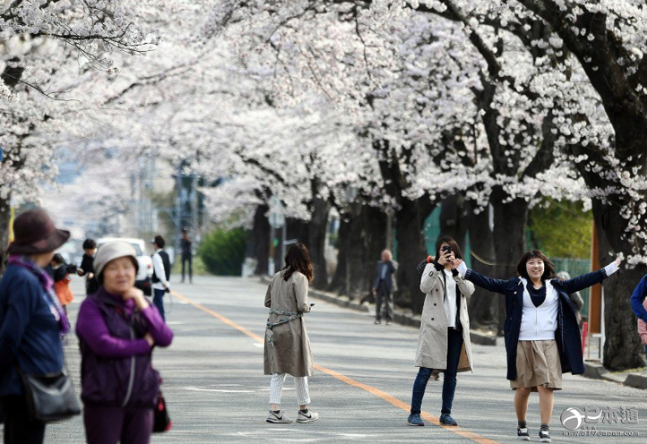 福岛县富冈町核辐射危险区的樱花盛开