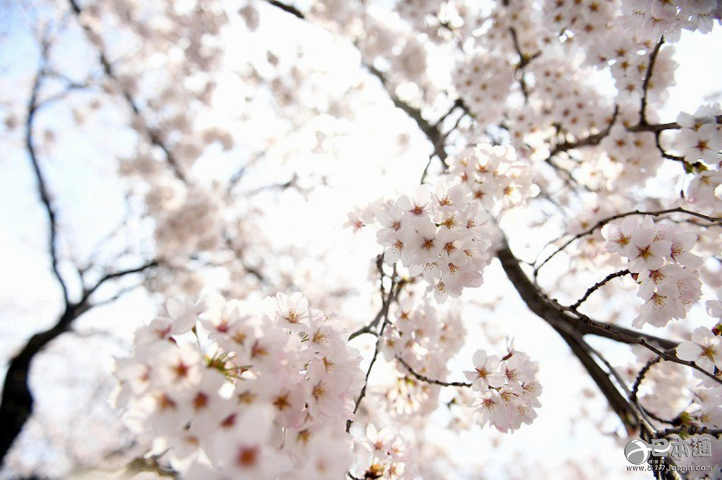 福岛县富冈町核辐射危险区的樱花盛开