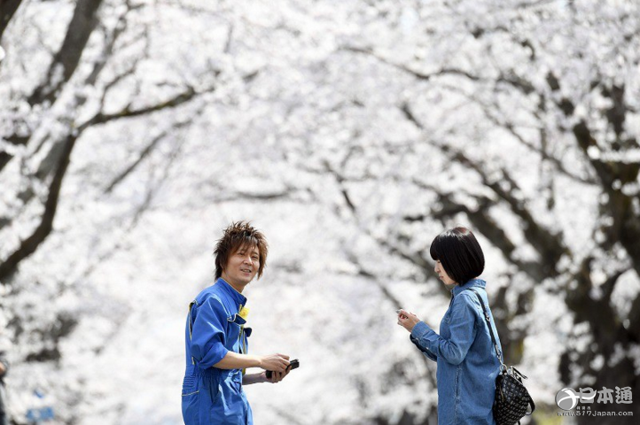 福岛县富冈町核辐射危险区的樱花盛开