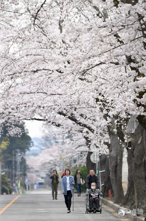 福岛县富冈町核辐射危险区的樱花盛开