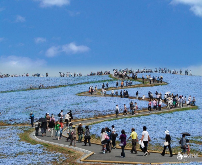 450万朵淡蓝色花朵绽放 茨城迎来门氏喜林草花期