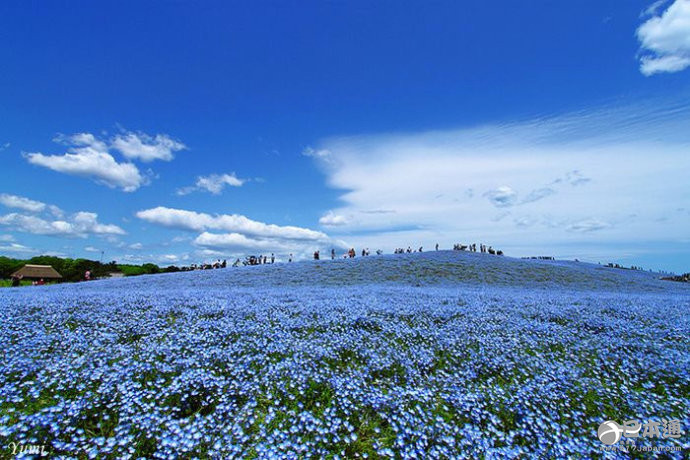 450万朵淡蓝色花朵绽放 茨城迎来门氏喜林草花期