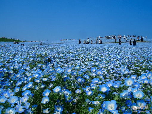 450万朵淡蓝色花朵绽放 茨城迎来门氏喜林草花期