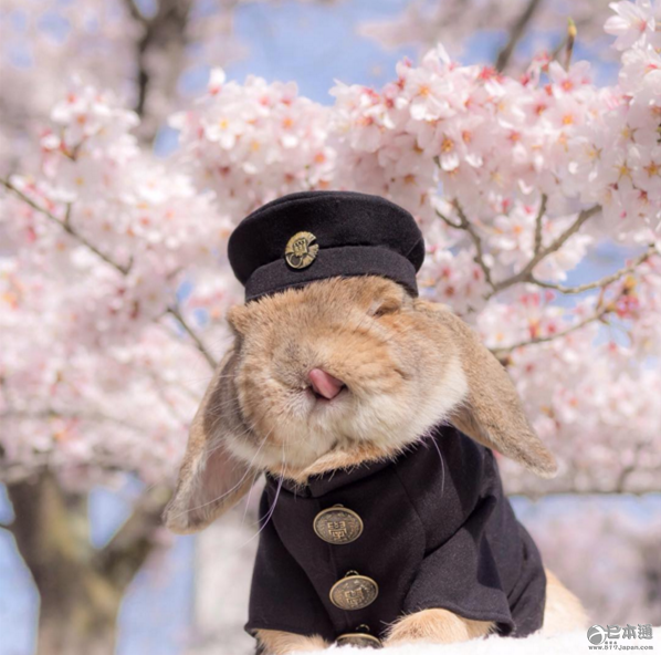 日本兔子成网红走红社交网络