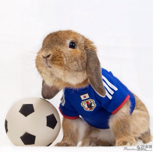 日本兔子成&ldquo;网红&rdquo; 走红社交网络