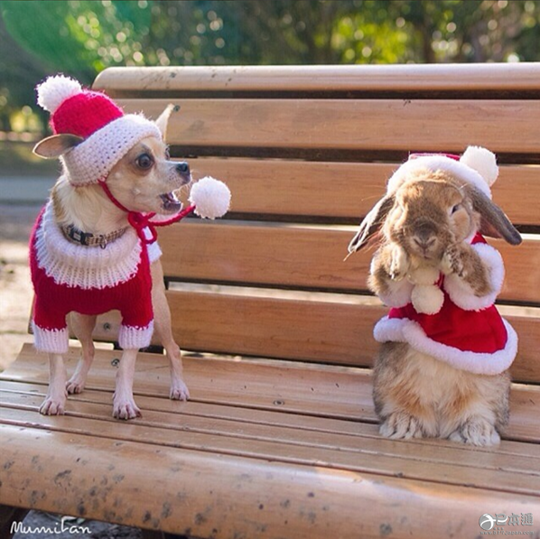 日本兔子成&ldquo;网红&rdquo; 走红社交网络