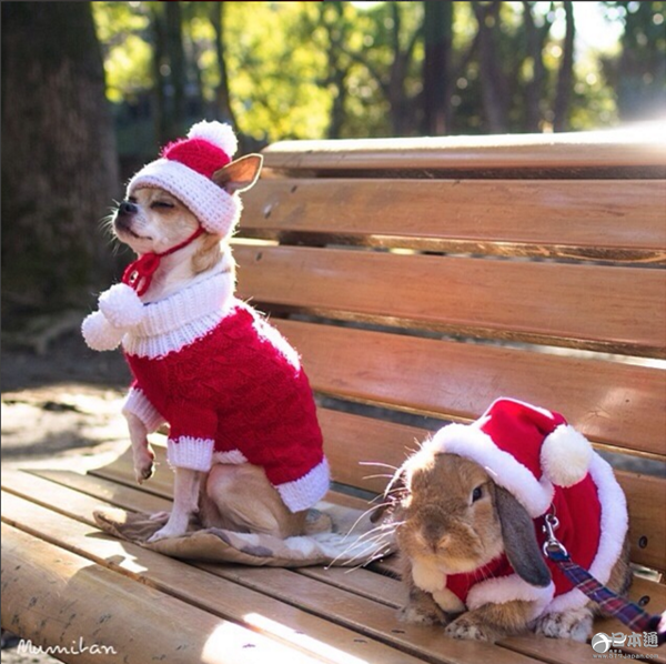 日本兔子成&ldquo;网红&rdquo; 走红社交网络