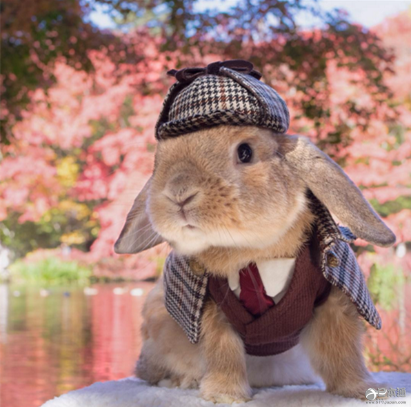 福尔摩斯.夏洛兔.新年快乐!我的新年愿望是成为世界级知名"兔物"!