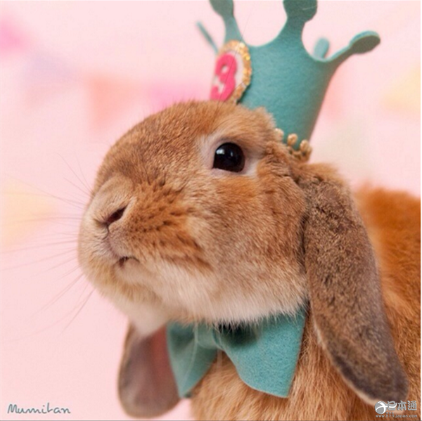 日本兔子成&ldquo;网红&rdquo; 走红社交网络