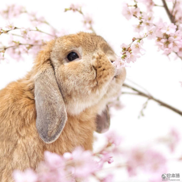 日本兔子成网红走红社交网络