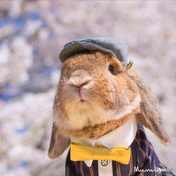 日本兔子成网红走红社交网络