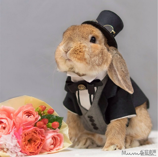 日本兔子成&ldquo;网红&rdquo; 走红社交网络