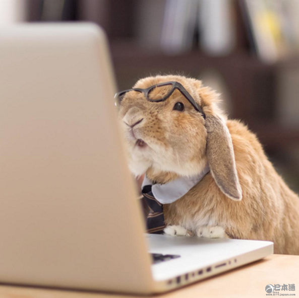日本兔子成&ldquo;网红&rdquo; 走红社交网络