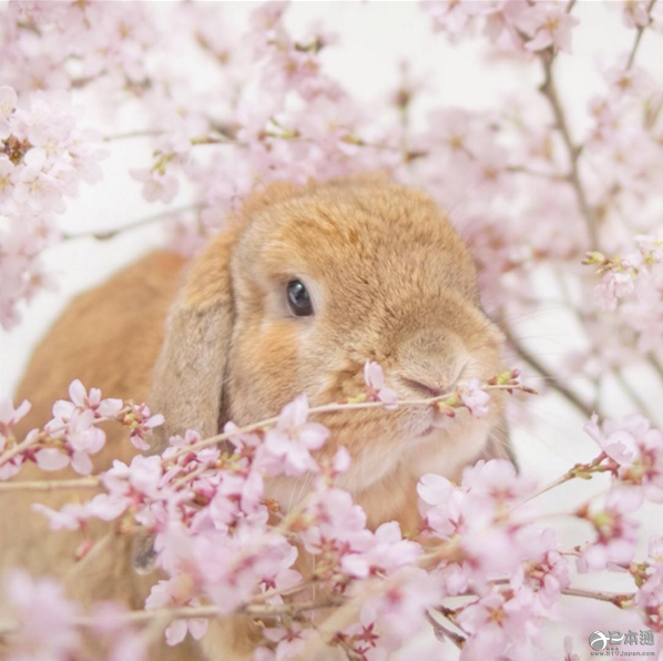 日本兔子成&ldquo;网红&rdquo; 走红社交网络
