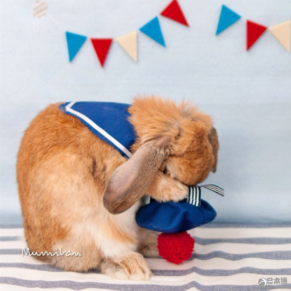 日本兔子成&ldquo;网红&rdquo; 走红社交网络