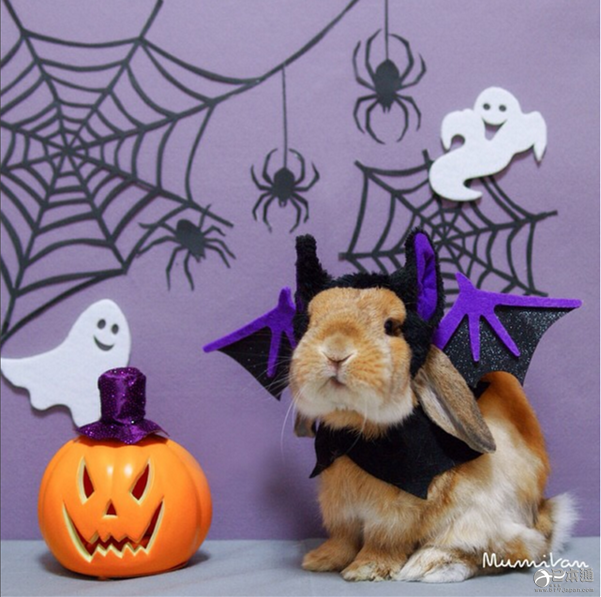 日本兔子成&ldquo;网红&rdquo; 走红社交网络