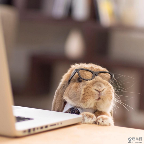 日本兔子成&ldquo;网红&rdquo; 走红社交网络