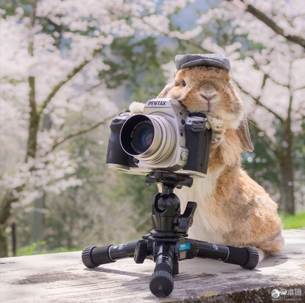 日本兔子成&ldquo;网红&rdquo; 走红社交网络