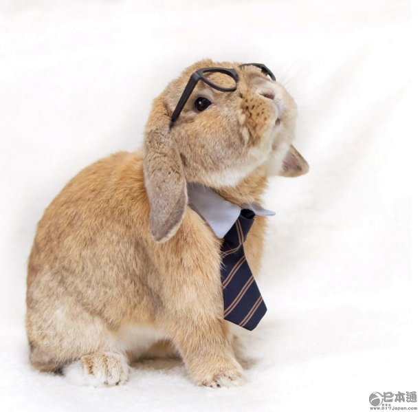 日本兔子成&ldquo;网红&rdquo; 走红社交网络