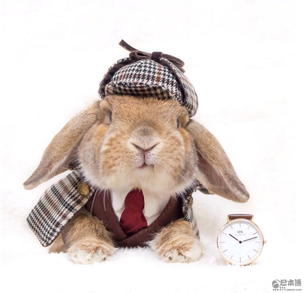 日本兔子成&ldquo;网红&rdquo; 走红社交网络