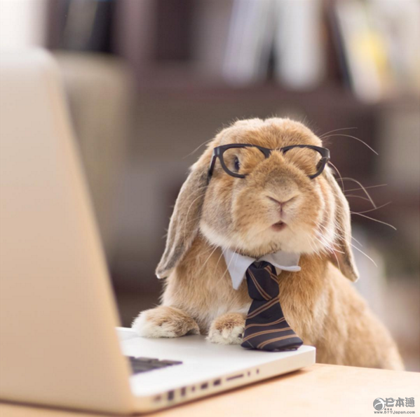 日本兔子成&ldquo;网红&rdquo; 走红社交网络