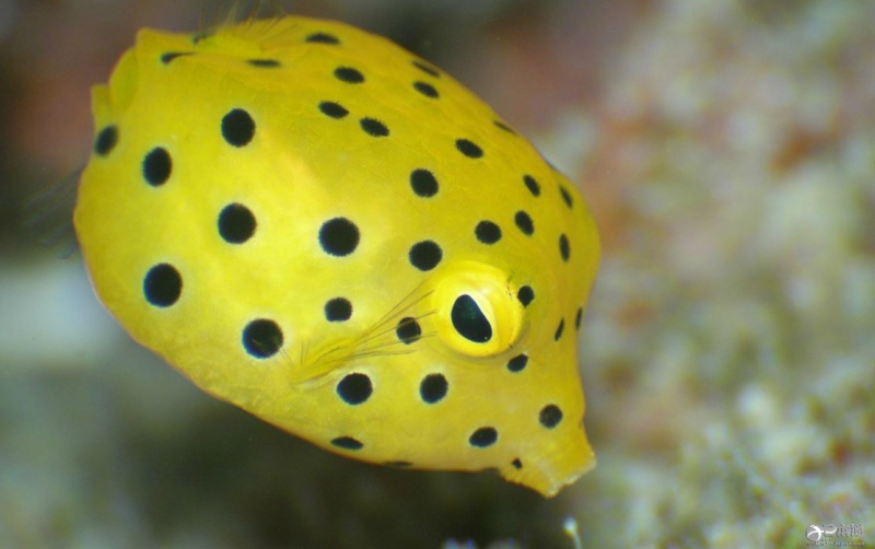 日本最南端酒店 风景堪比兰佩杜萨岛