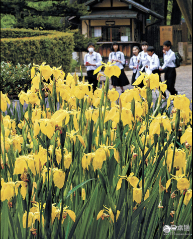 春暖花开：石川县兼六园黄菖蒲盛放