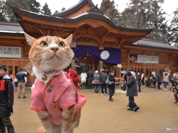 普通人居然也能得到日本神社寺院的大师墨宝？！