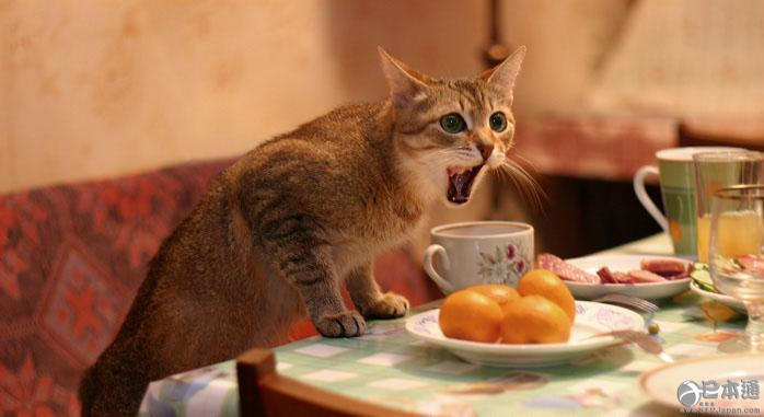 蚯蚓也能当神使？这些神社太乱来