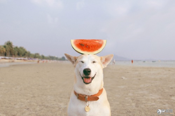 蚯蚓也能当神使？这些神社太乱来