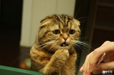 蚯蚓也能当神使？这些神社太乱来