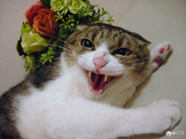 蚯蚓也能当神使？这些神社太乱来