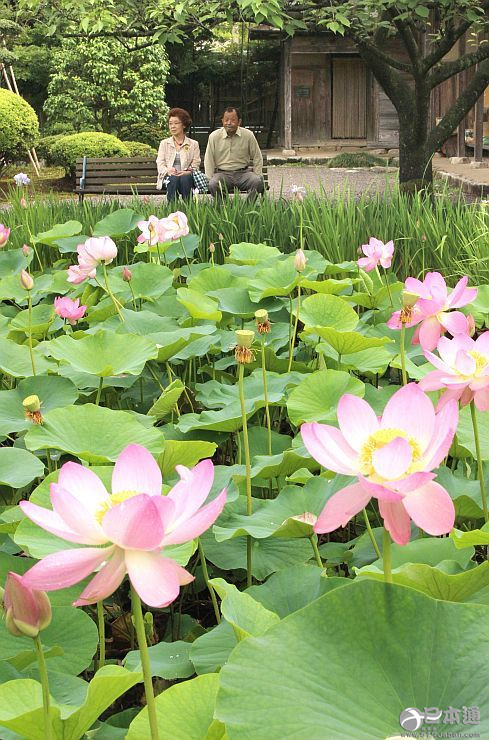 昔日色彩重现 新潟市“古代荷花” 迎开放盛期