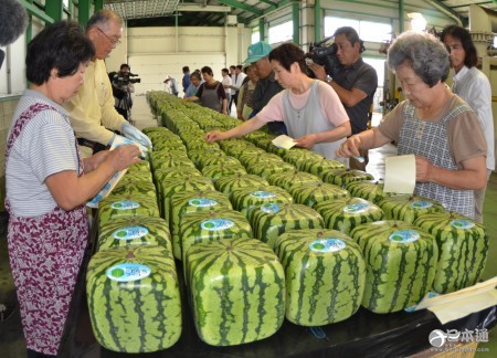 香川县方形西瓜出货 每个售价1万日元