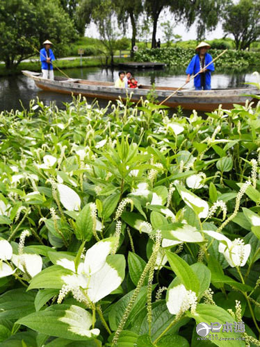 各务原市迎来半夏生开放盛期水边的夏季装扮 日本通