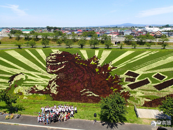 日本青森县稻田画“哥斯拉”迎最佳观赏期